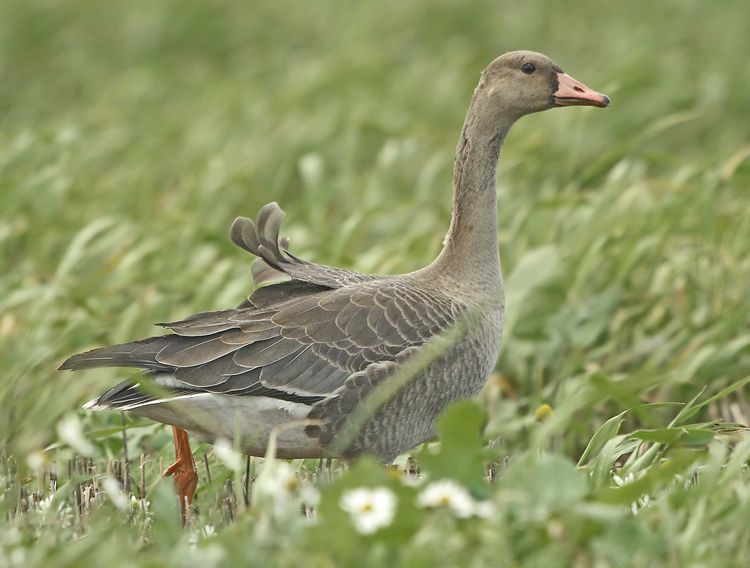 White fronted Goose - Anser albifrons