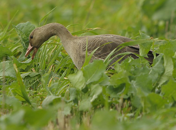 Feeding on beet leaves