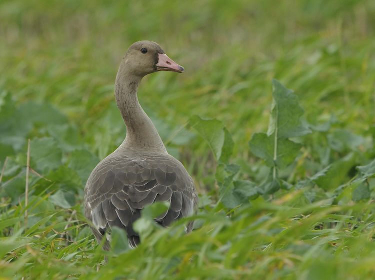 White fronted Goose