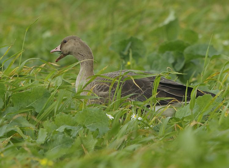Whit fronted Goose