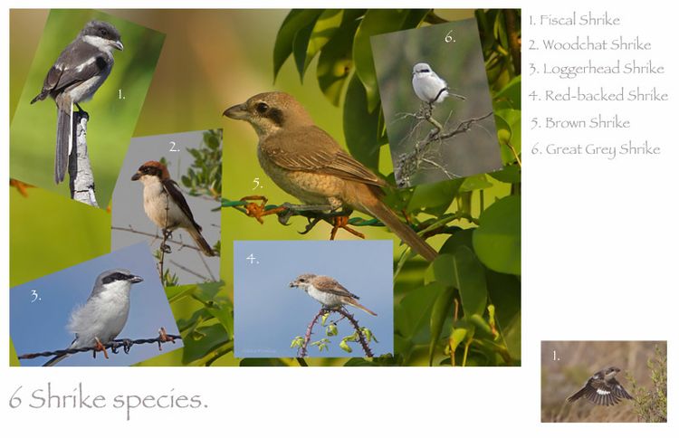 A few shrike A few shrike