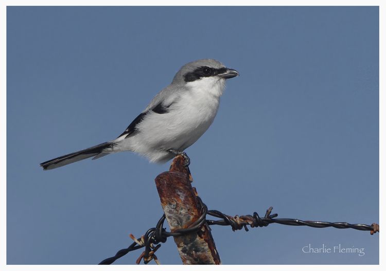 Loggerhead Shrike
