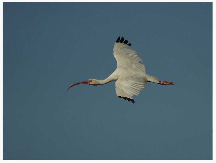 White Ibis