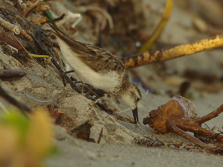 Western Sandpiper