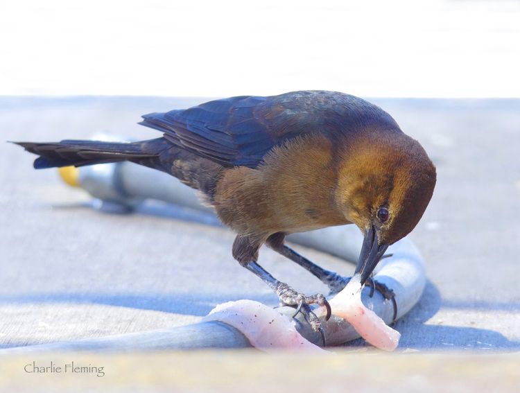 Boat tailed Grackle.