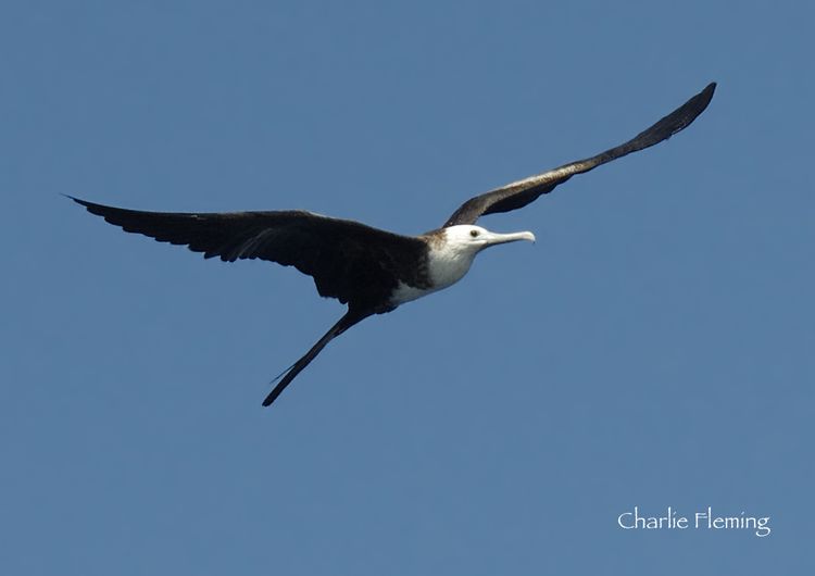 Frigate Bird