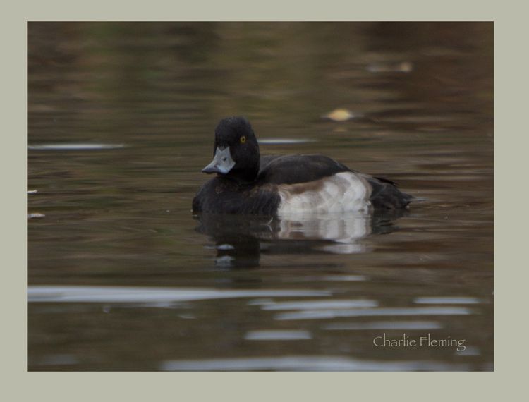 Tufted Duck