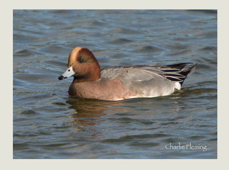Wigeon Wigeon