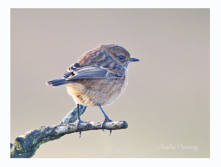 Stonechat