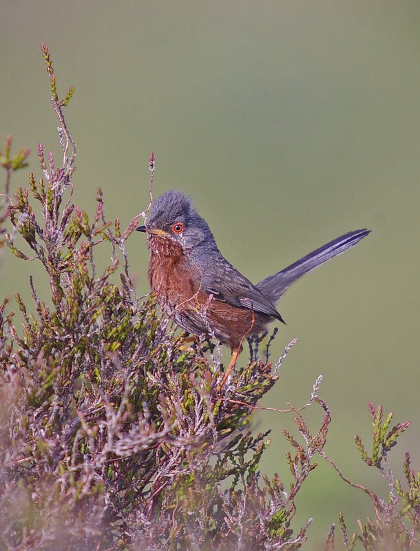 Dartford Warbler Dartford Warbler