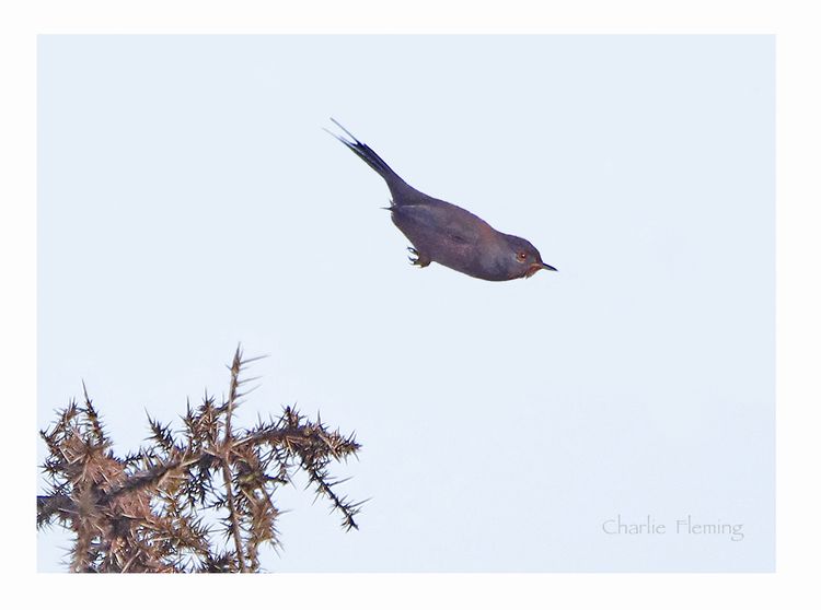 Dartie in Flight_edited-2 Dartie in Flight_edited-2