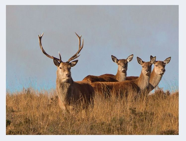 Red Deer Stag