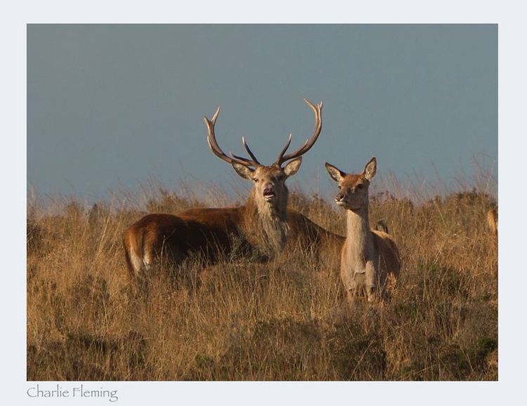 Red Deer