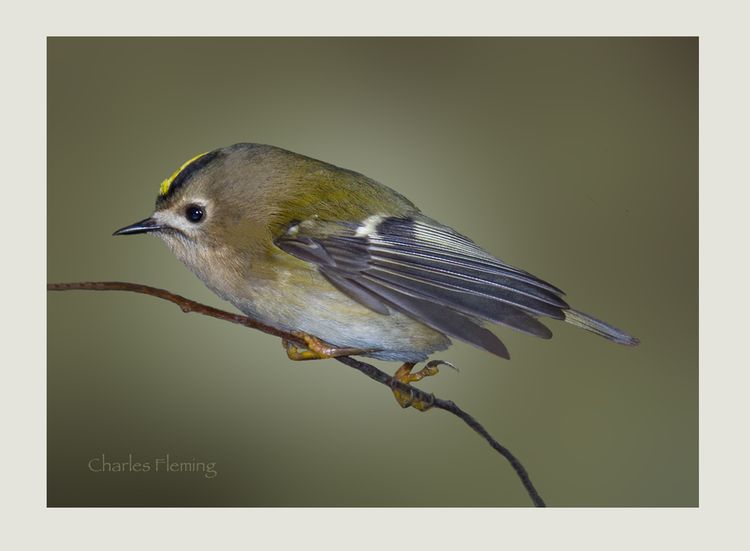 IMGP1504_edited-1 IMGP1504_edited-1