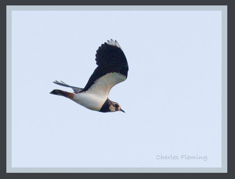 Lapwing