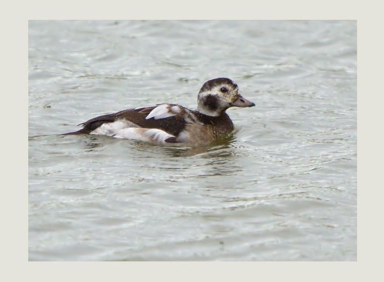 6a00e54ef87d408833019b016c3526970d-750wi