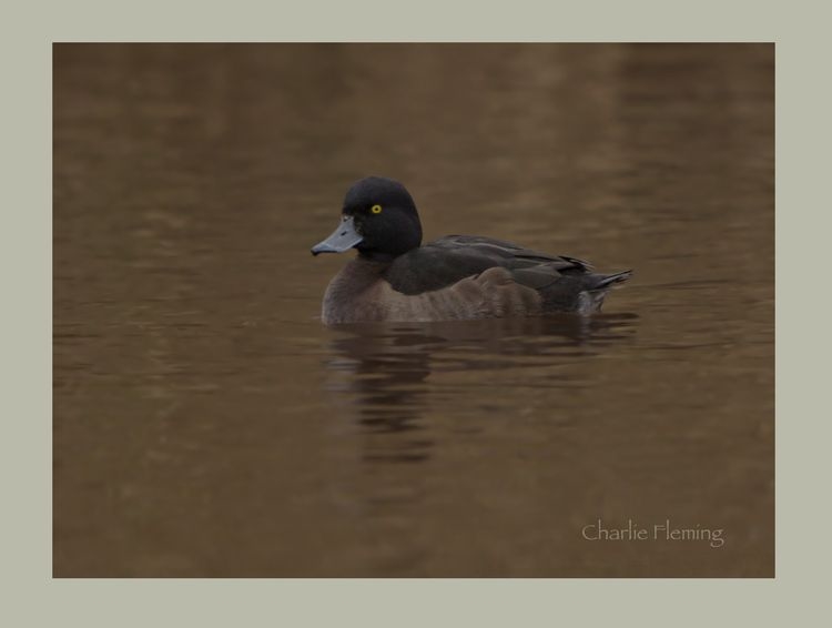 6a00e54ef87d408833019b01ddd0e8970d-750wi