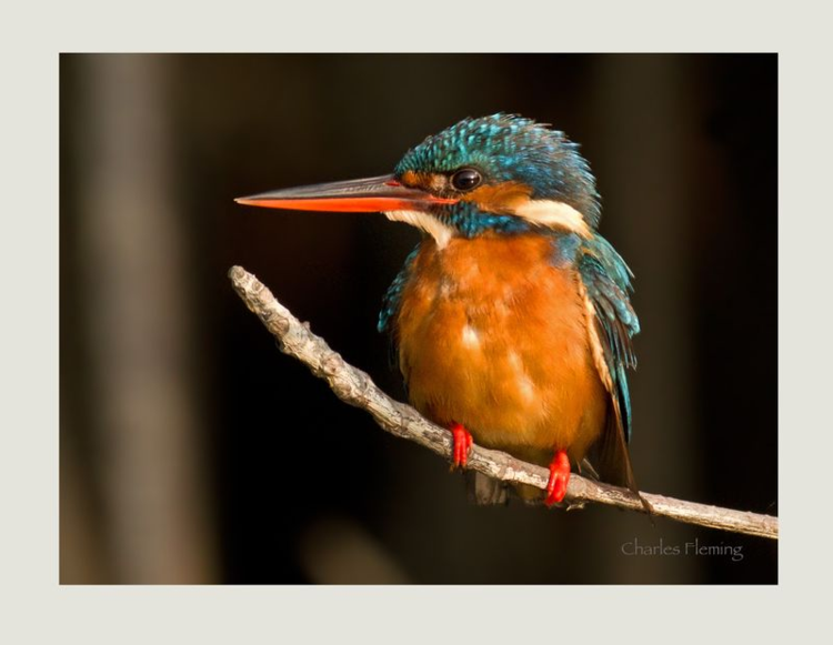 Common Kingfisher (male)