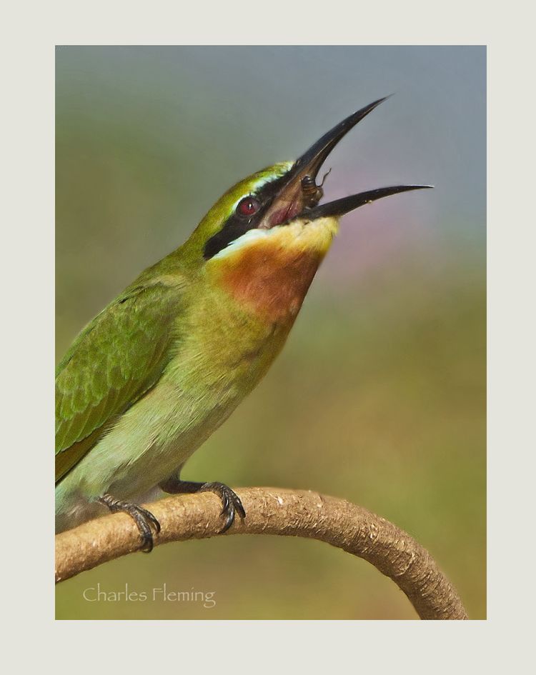 B-Eater with bee_edited-2