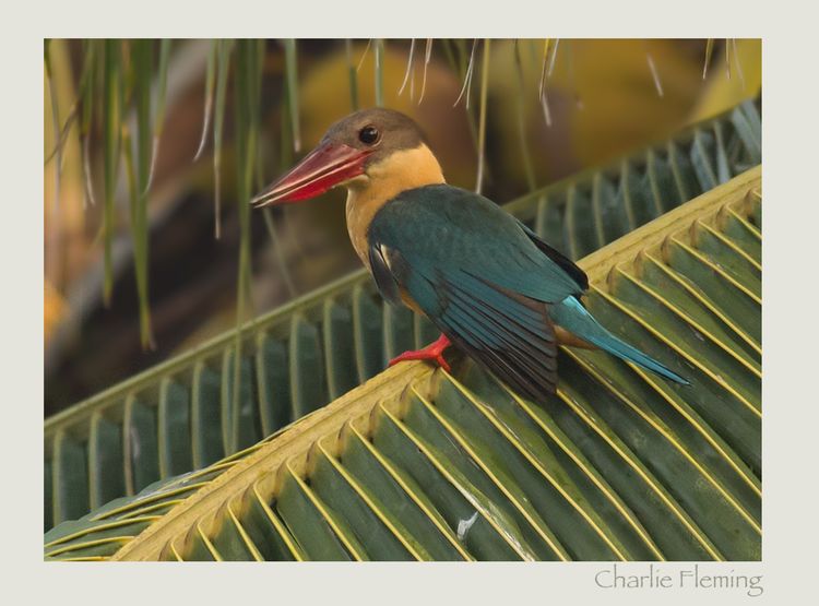 Stork-billed Kingfisher