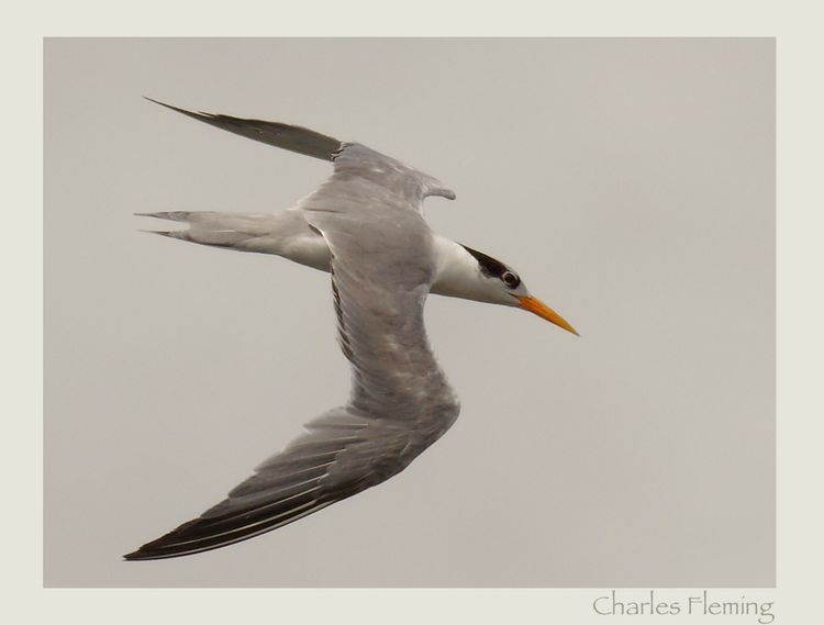 Great-crested Tern