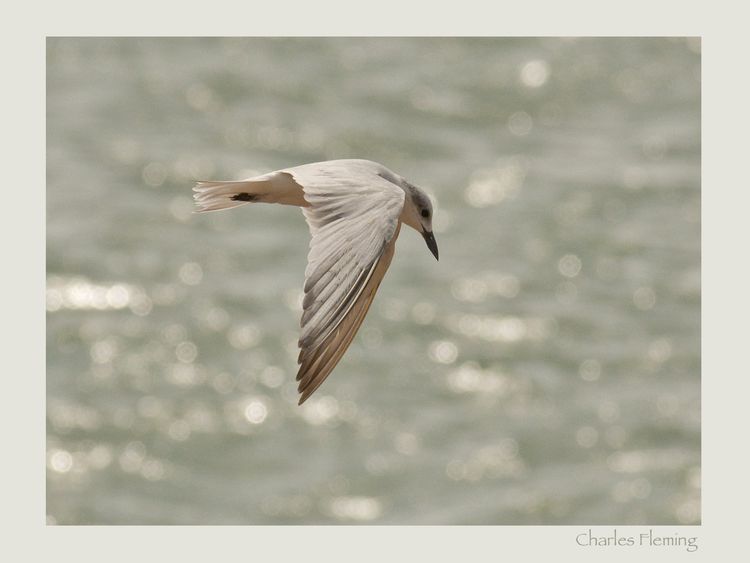 Gull-billed Tern