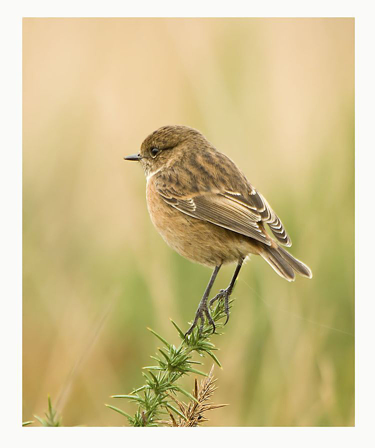 6a00e54ef87d408833019b00d4d5cd970d-750wi