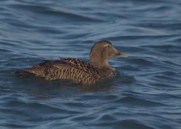 IMGP2134_edited-1 IMGP2134_edited-1