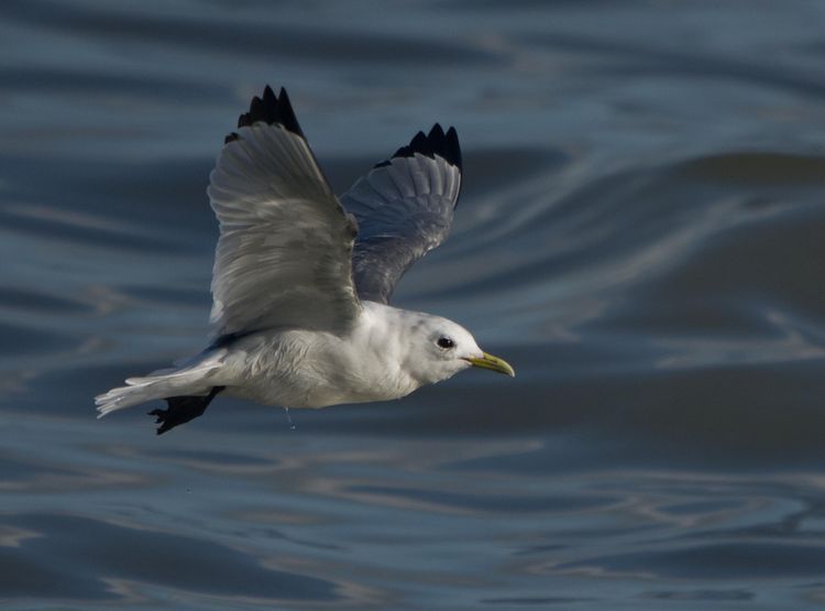 IMGP1654_edited-1 IMGP1654_edited-1