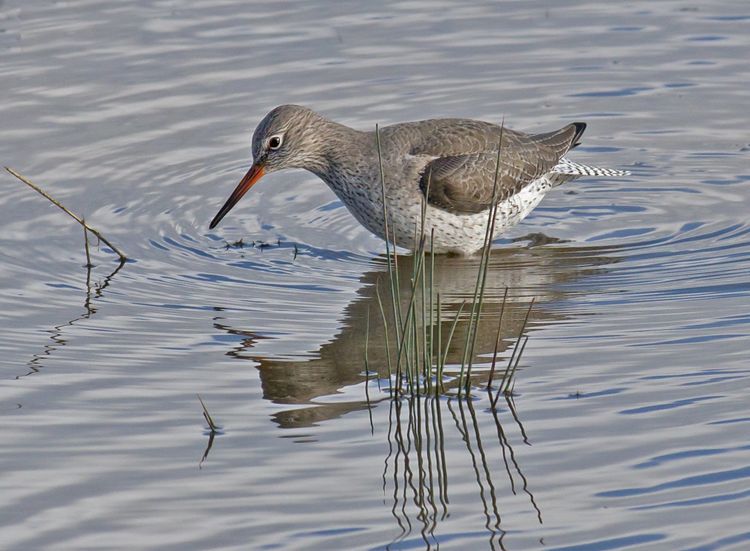 RedshankBGM,07022014CMF