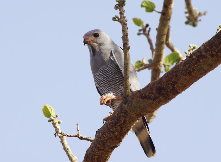 Lizzard Buzzard_edited-1