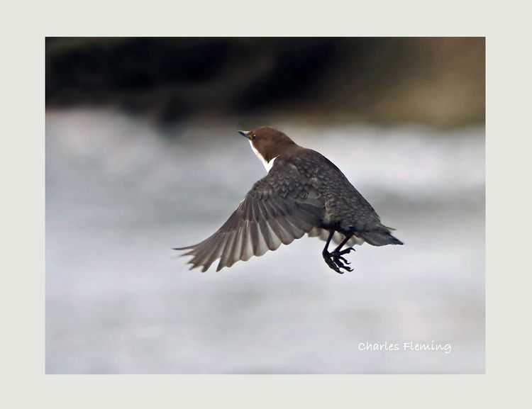 IMGP8129_edited-4 IMGP8129_edited-4