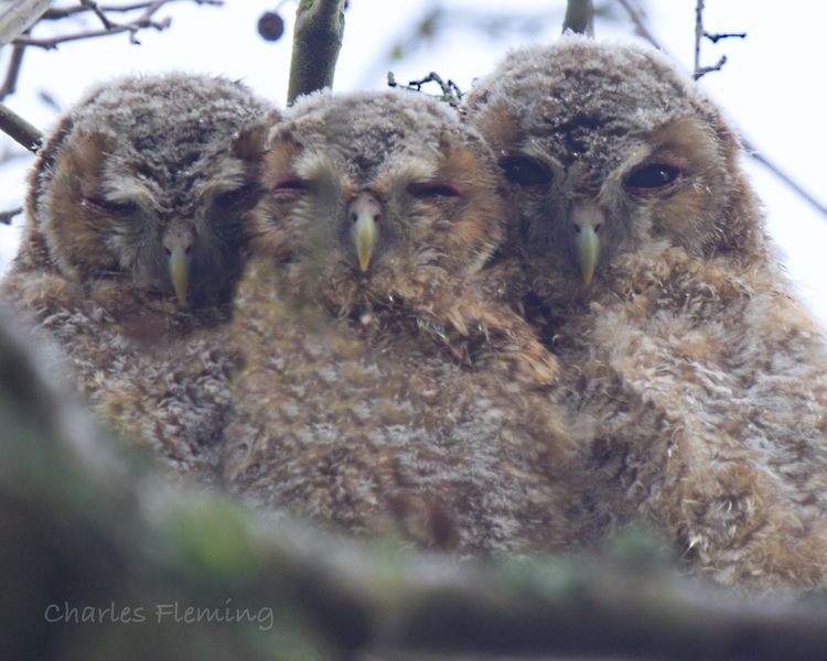 Tawny Owlets Tawny Owlets