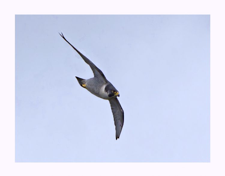 Peregrine in flight_edited-1