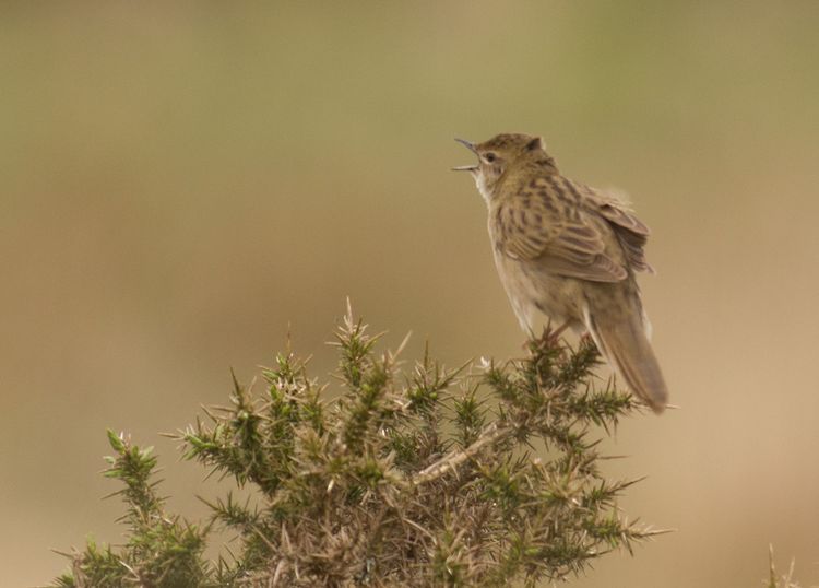 IMGP0888