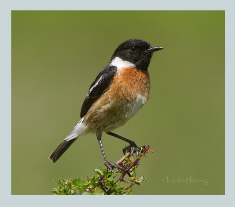 IMGP1045_edited-1 IMGP1045_edited-1