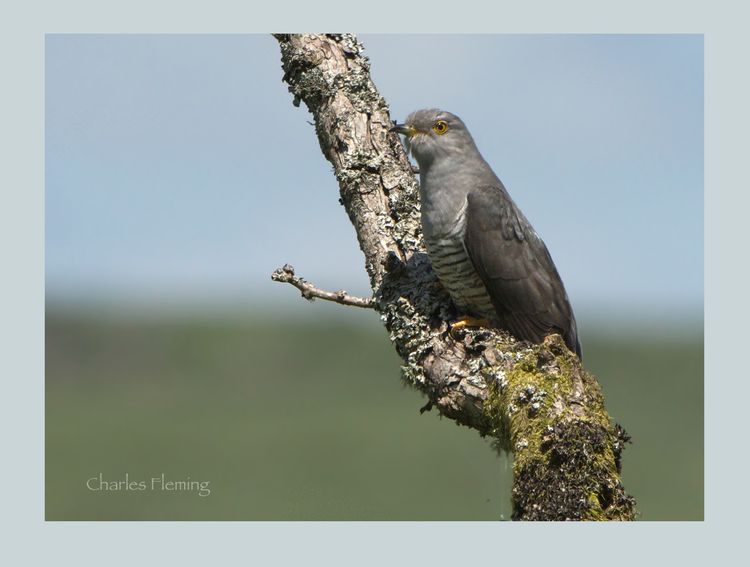 Male Cuckoo