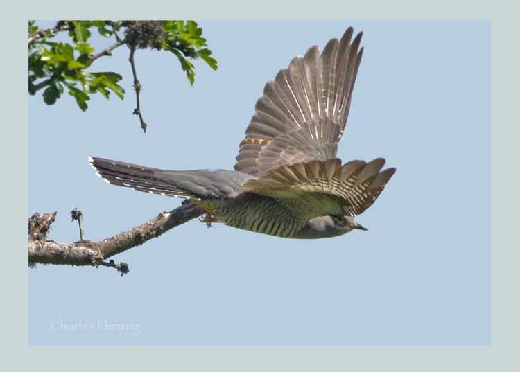 Female Cuckoo
