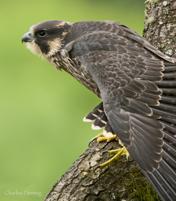 IMGP9303_edited-1 IMGP9303_edited-1