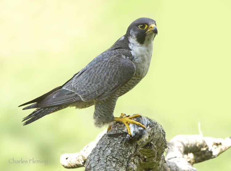 IMGP8405_edited-5 IMGP8405_edited-5