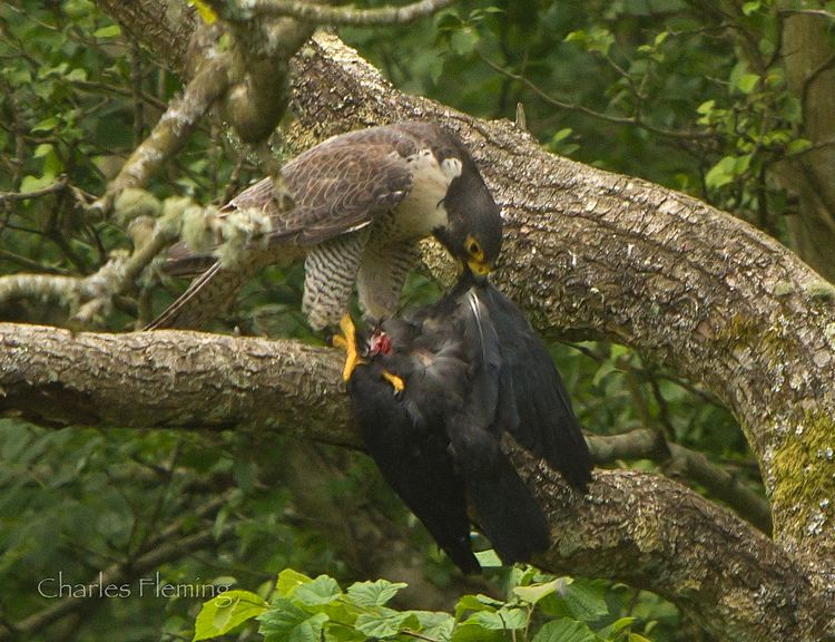 IMGP4360_edited-2 IMGP4360_edited-2