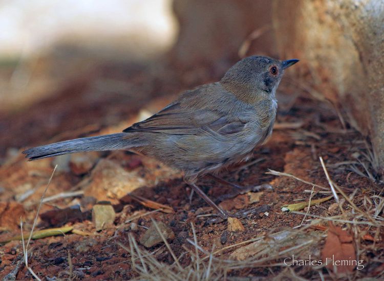 Sardinian Warbler (juvenile)_edited-1