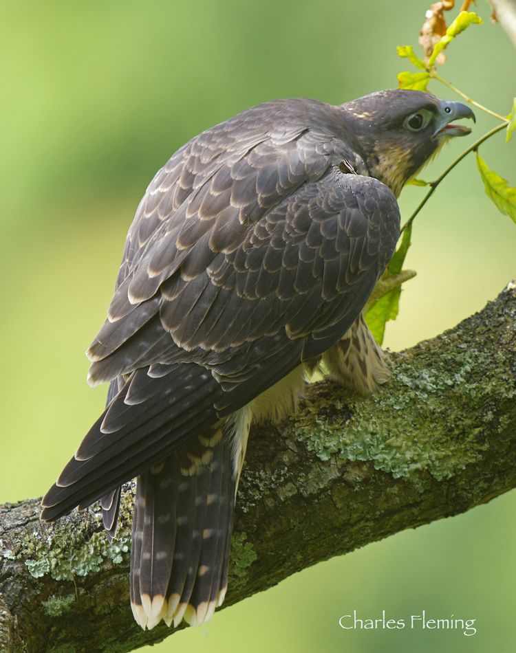 Juvenile Peregrine