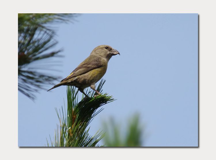 Crossbill