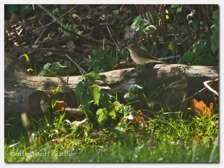Red-breasted Flycatcher Red-breasted Flycatcher