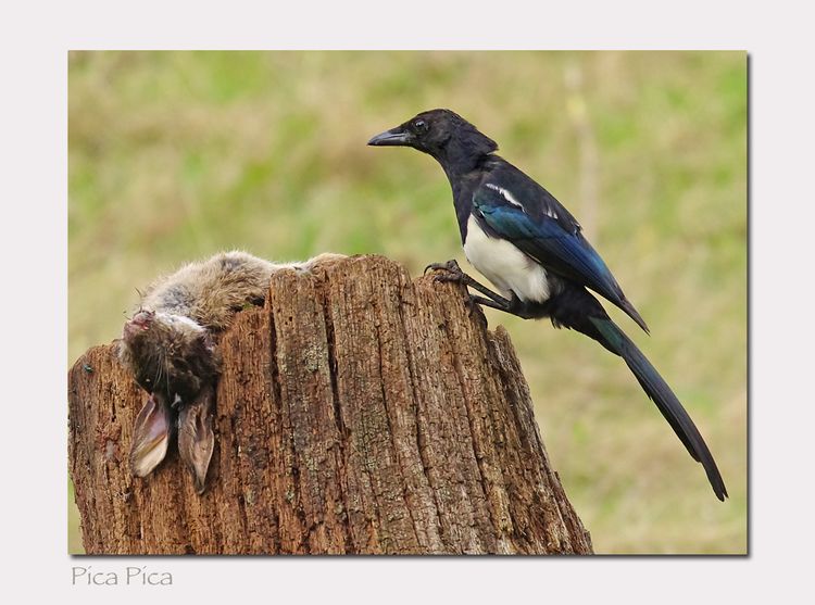 IMGP0122_edited-1 IMGP0122_edited-1