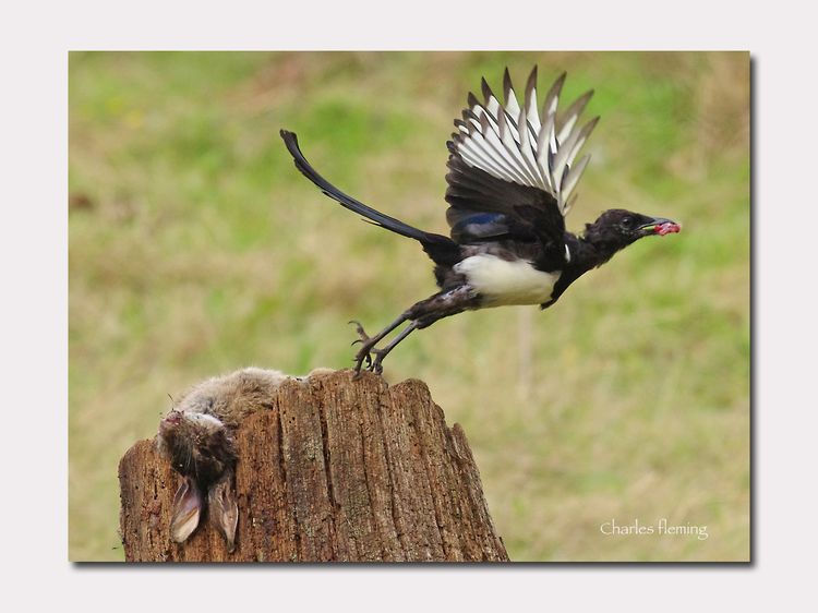 IMGP0147_edited-1 IMGP0147_edited-1