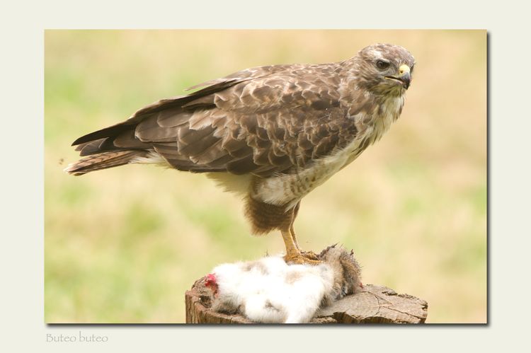 IMGP3271_edited-2 IMGP3271_edited-2