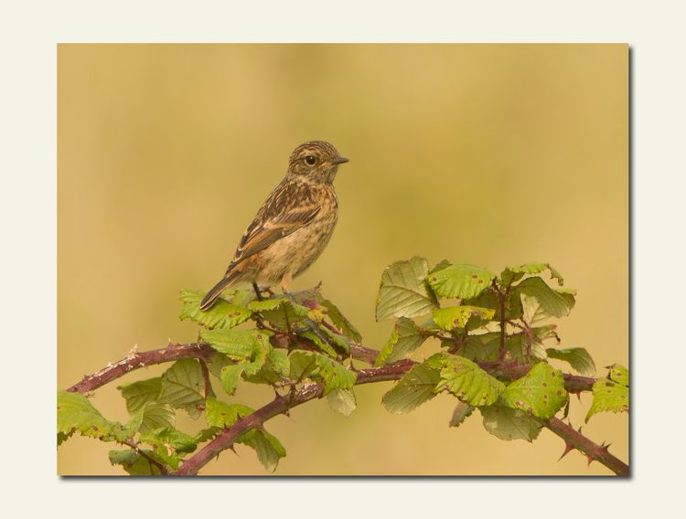 Stonechat_edited-1 Stonechat_edited-1