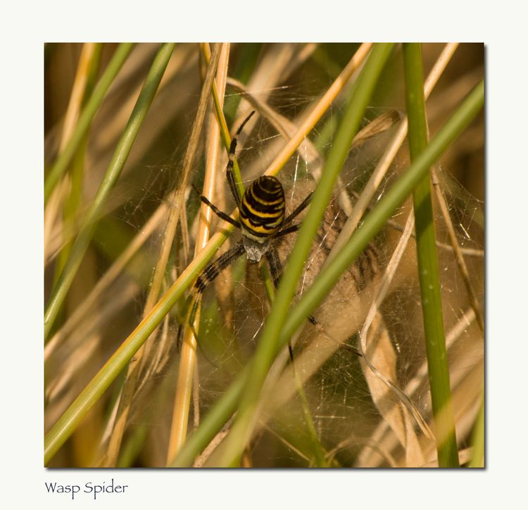 Wasp Spider